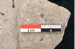 Foto (Detailansicht) von Cystoseira communis Unger (NHMW-GEO-2024-0188-6644)